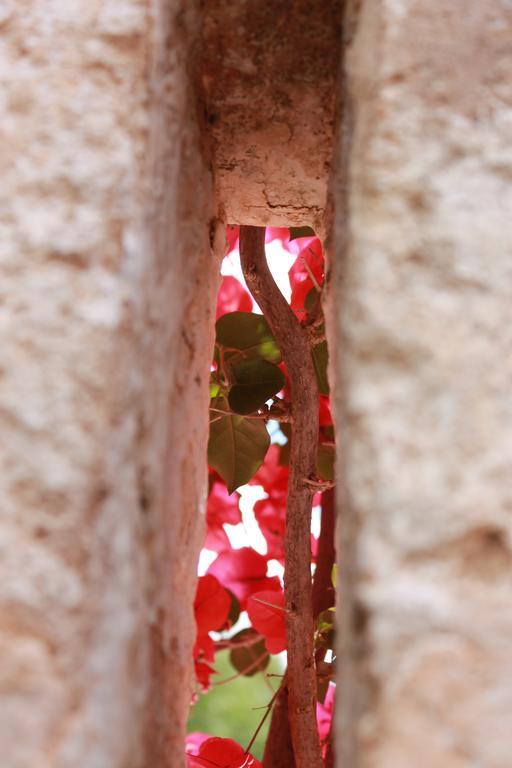 צ'יסטרנינו Masseria Gianecchia מראה חיצוני תמונה